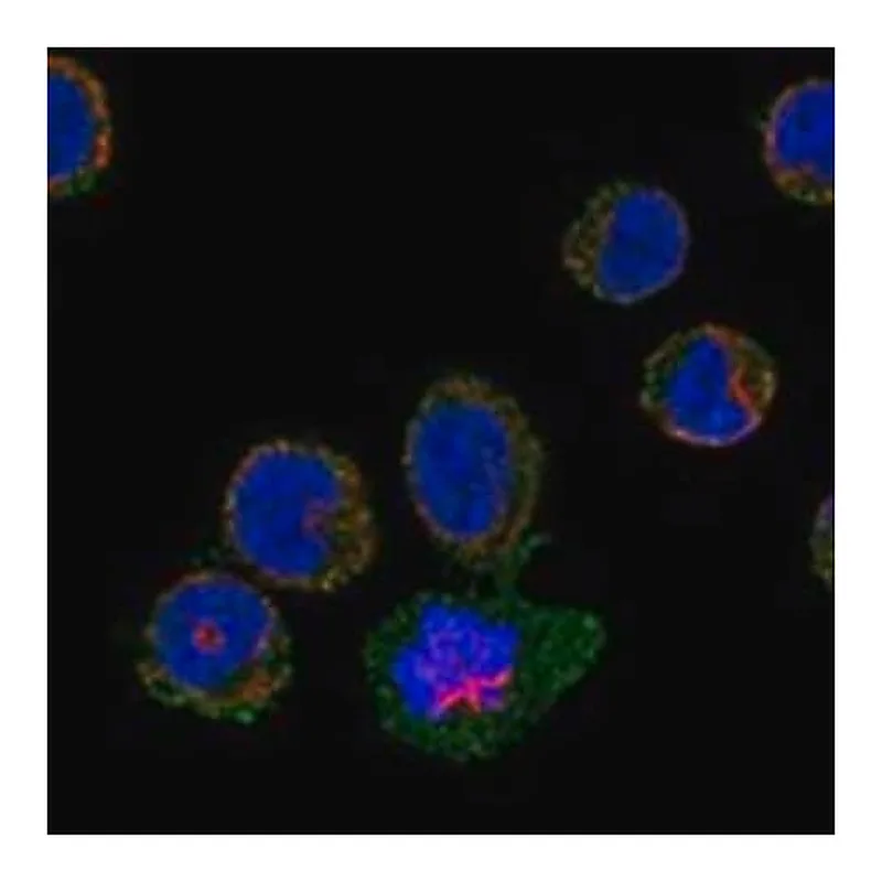 Merck Anti-F2RL3 antibody produced in rabbit