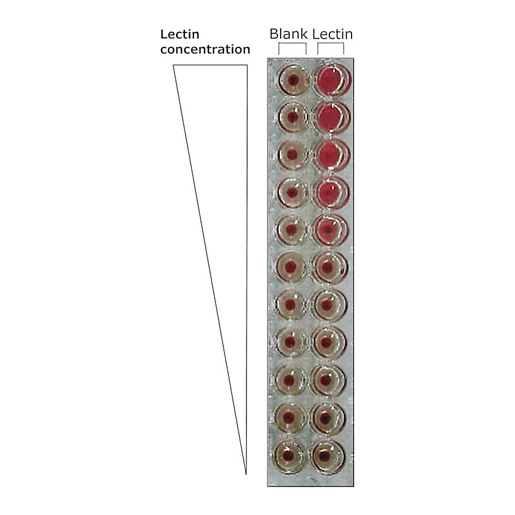 Merck ISOLECTIN B4 BANDEIRAEA SIMPLICIFOLIA BS