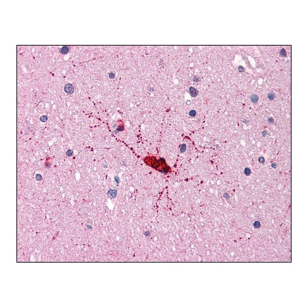 Merck Anti-BCAS1 / NABC1 antibody produced in rabbit
