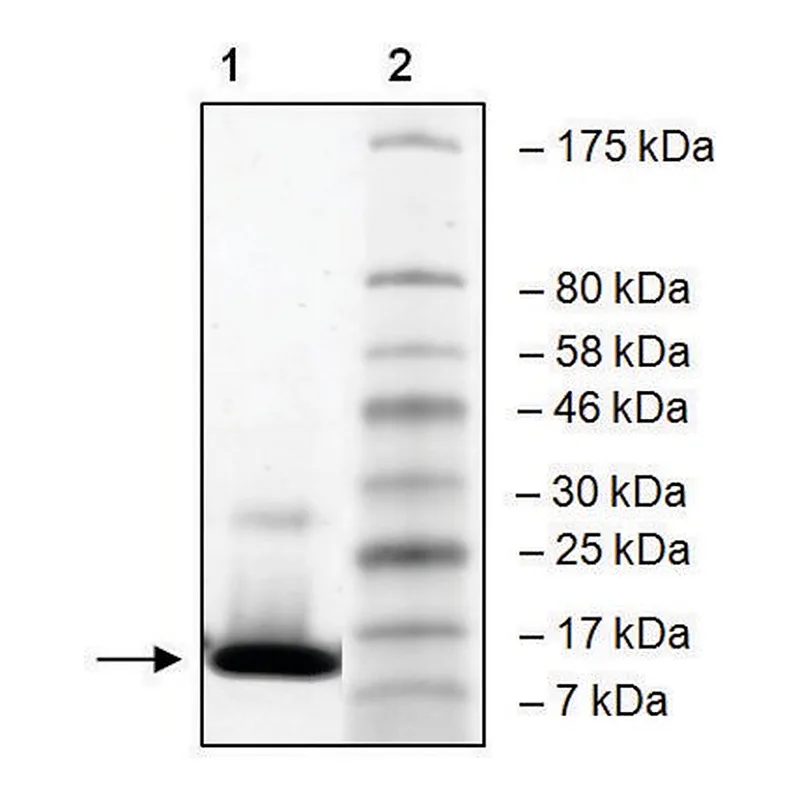 Merck GCN5 (727-837) human