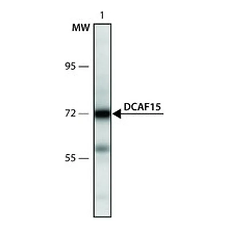 Merck ANTI-DCAF15 (567-580)