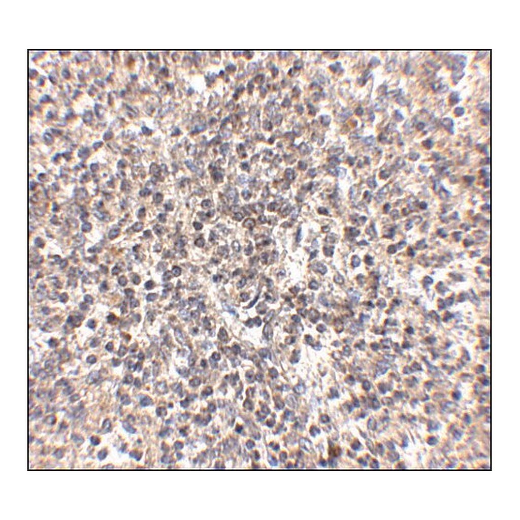 Merck Anti-RSPO1 antibody produced in rabbit