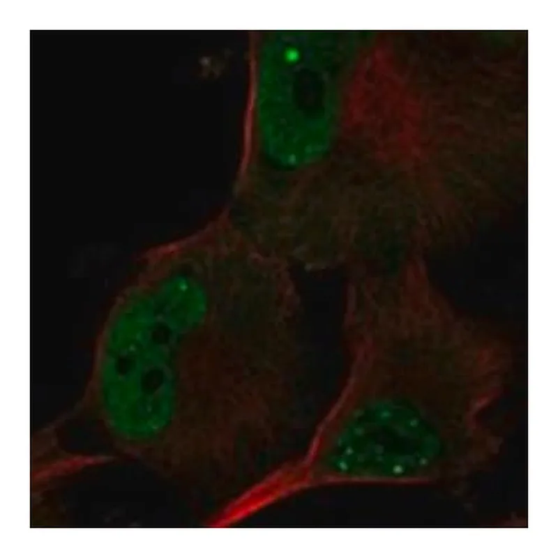 Merck Anti-POLR3G antibody produced in rabbit