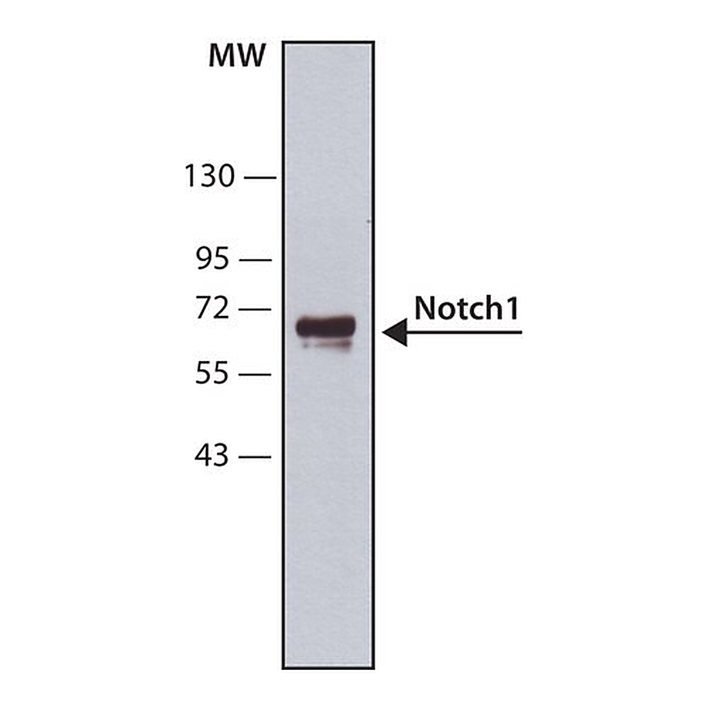 Merck Anti-Notch1 antibody, Mouse monoclonal