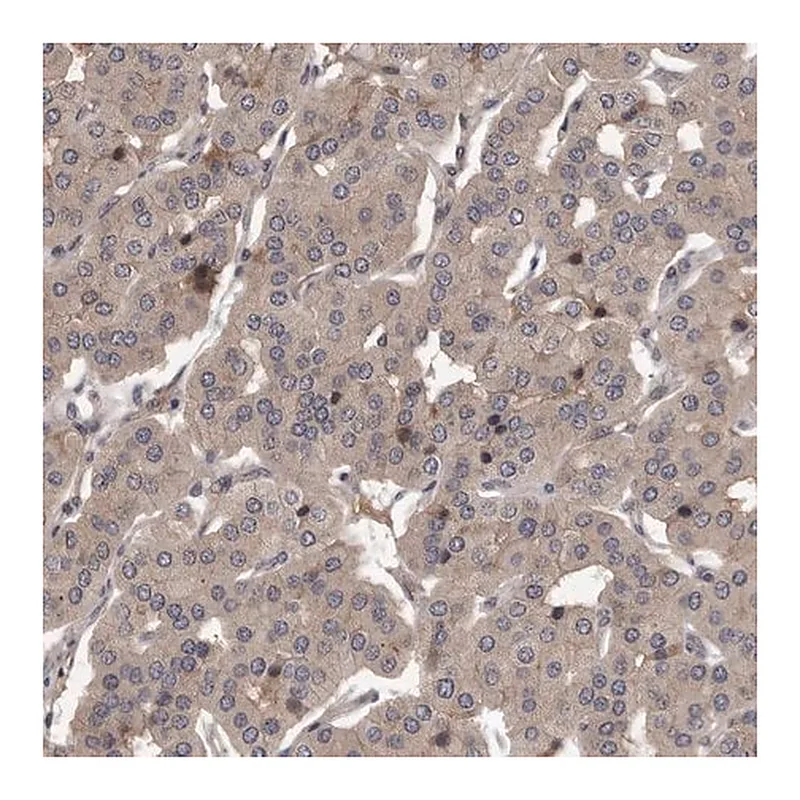 Merck Anti-PRKD1 antibody produced in rabbit
