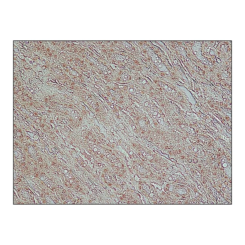 Merck Anti-TDP-43 (C-terminal) antibody produced in rabbit