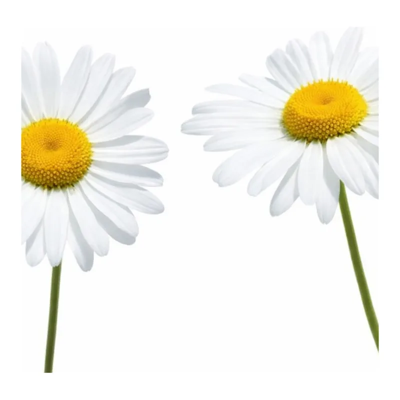 Merck Roman chamomile oil