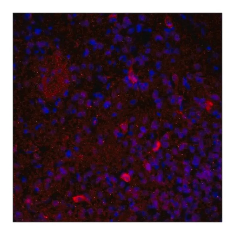 Merck Anti-VAChT (C-terminal) antibody produced in rabbit