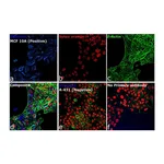 Thermo Fisher Scientific Goat anti-Rabbit IgG (H+L) Cross-Adsorbed Secondary Antibody, DyLight 350