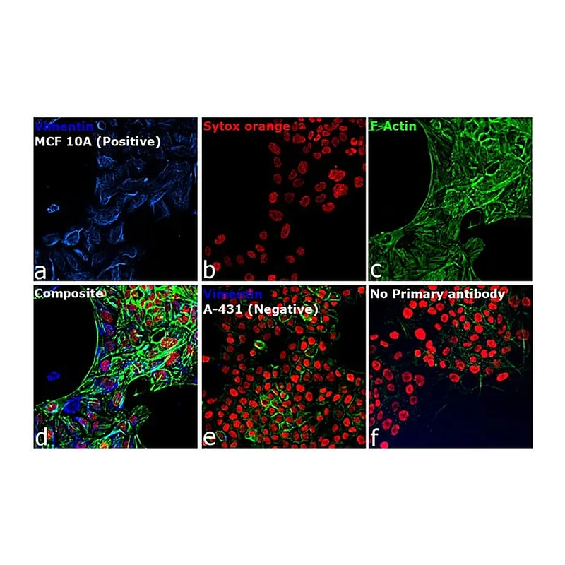 Thermo Fisher Scientific Goat anti-Rabbit IgG (H+L) Cross-Adsorbed Secondary Antibody, DyLight 350