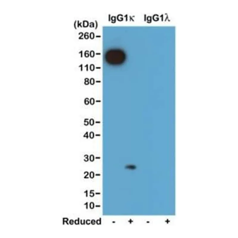 Thermo Fisher Scientific Rabbit anti-Mouse Kappa Light Chain Recombinant Secondary Antibody, Biotin