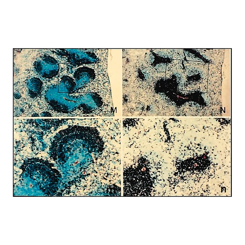 Merck Anti-Rat IgG (whole molecule)-Biotin antibody produced in goat