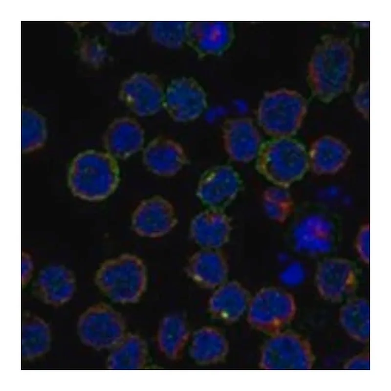 Merck Anti-IL7R antibody produced in rabbit
