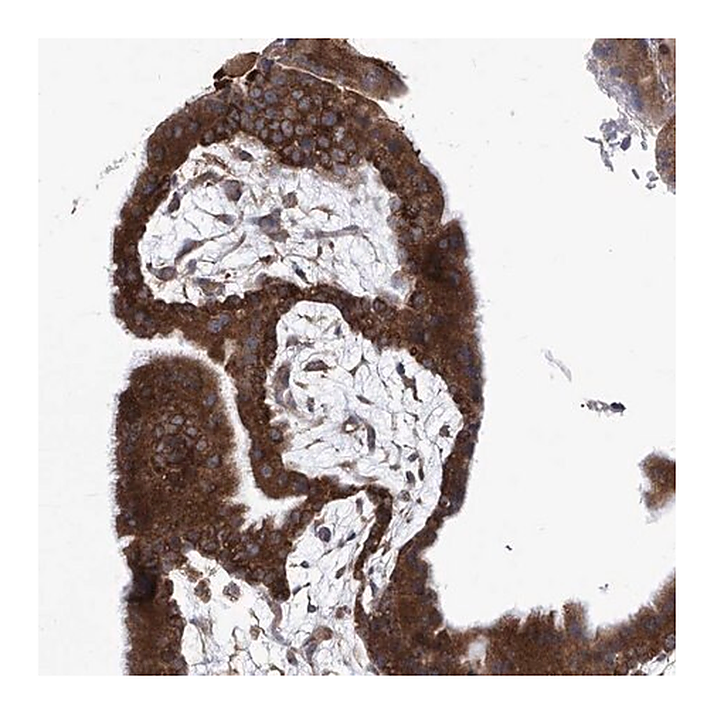 Merck Anti-EIF3M antibody produced in rabbit
