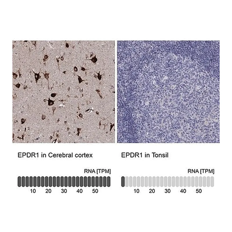 Merck Anti-EPDR1 antibody produced in rabbit