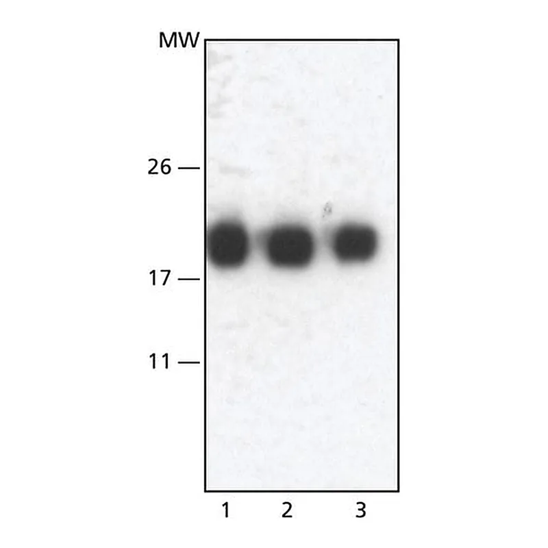 Merck Anti-Melan-A antibody, Mouse monoclonal
