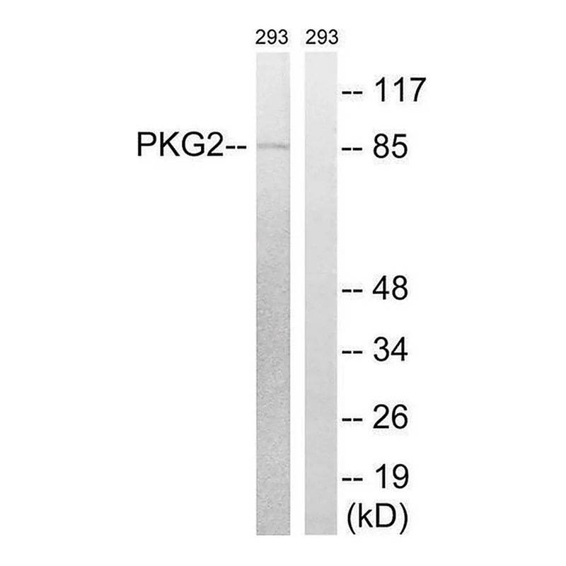 Merck Anti-PKG2 antibody produced in rabbit