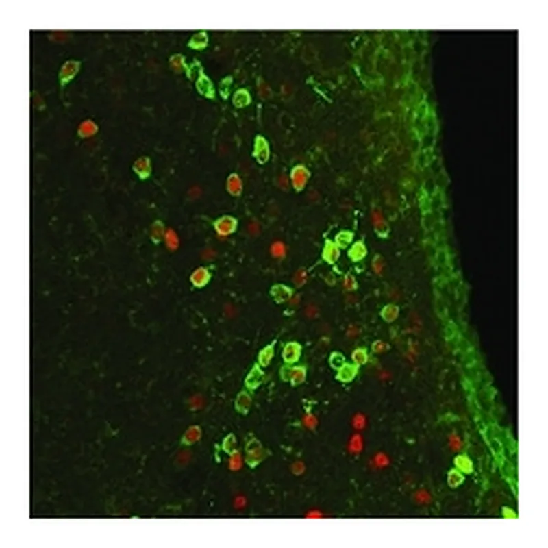 Merck RABBIT ANTI-CFOS, IGG FRACTION