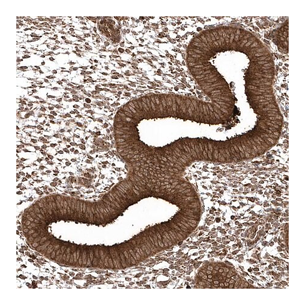 Merck Anti-EPC2 antibody produced in rabbit