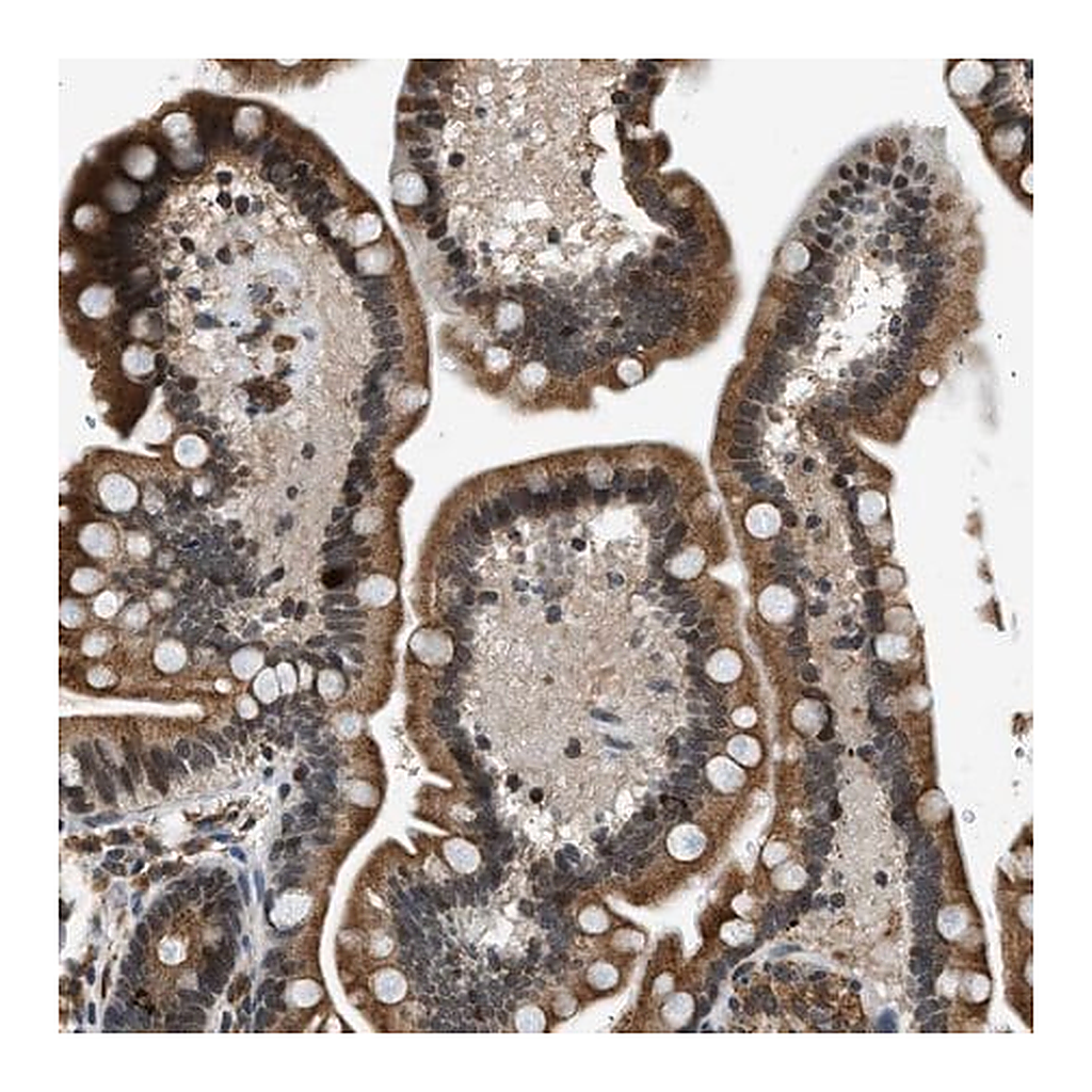 Merck Anti-FAM134C antibody produced in rabbit