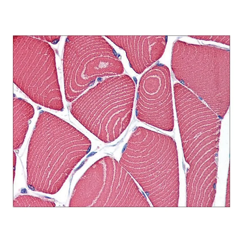 Merck Anti-MYH7 antibody produced in rabbit