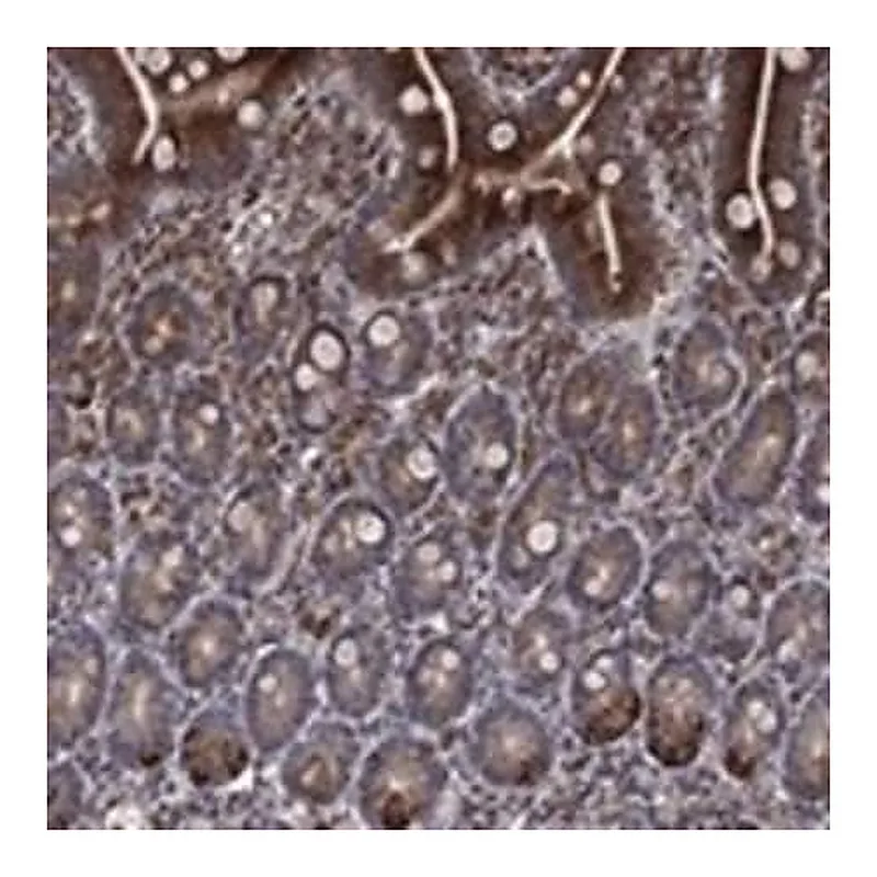Merck Anti-DHRS7 antibody produced in rabbit