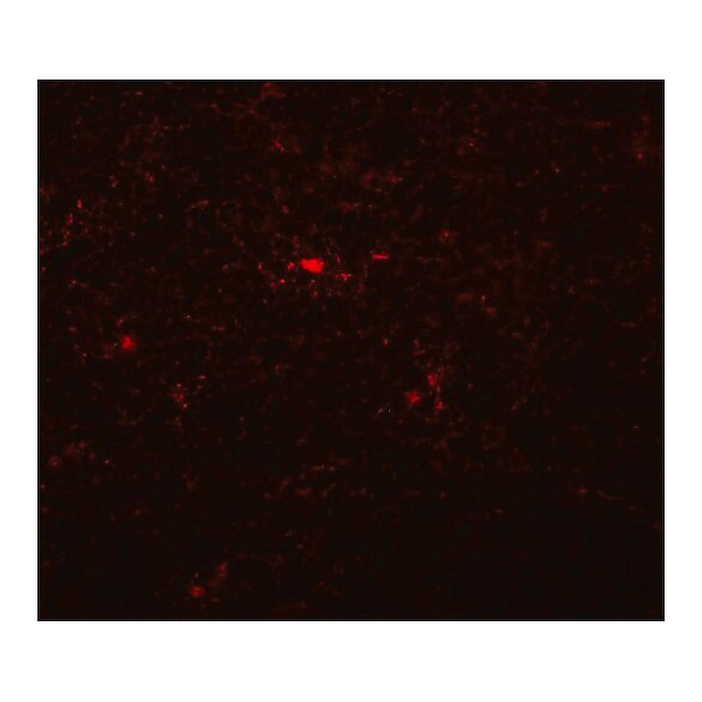 Merck Anti-NAT11 antibody produced in rabbit