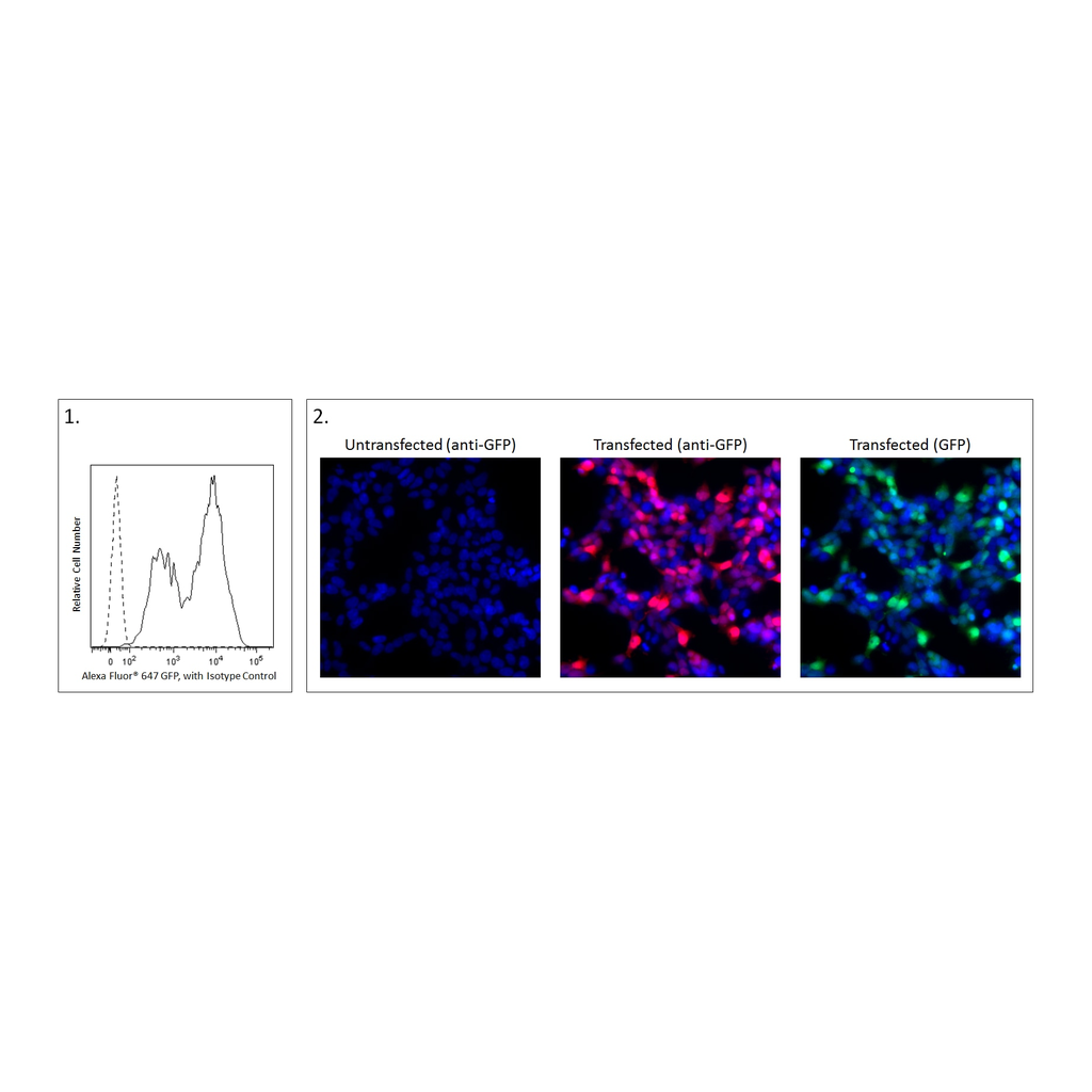 BD Alexa Fluor® 647 Mouse Anti-GFP