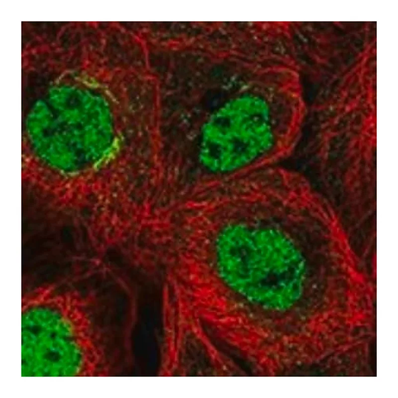 Merck Anti-PCGF5 antibody produced in rabbit
