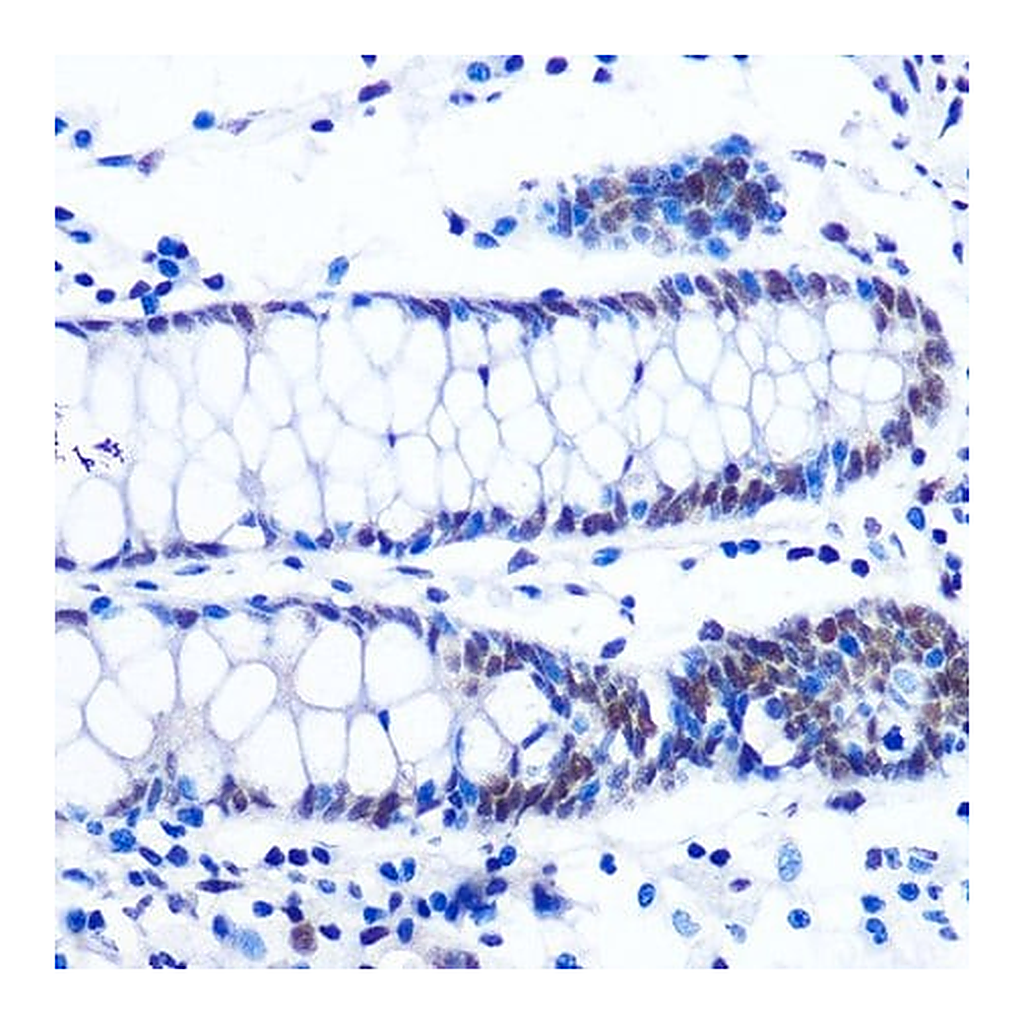 Merck Anti-NRF1 antibody produced in rabbit