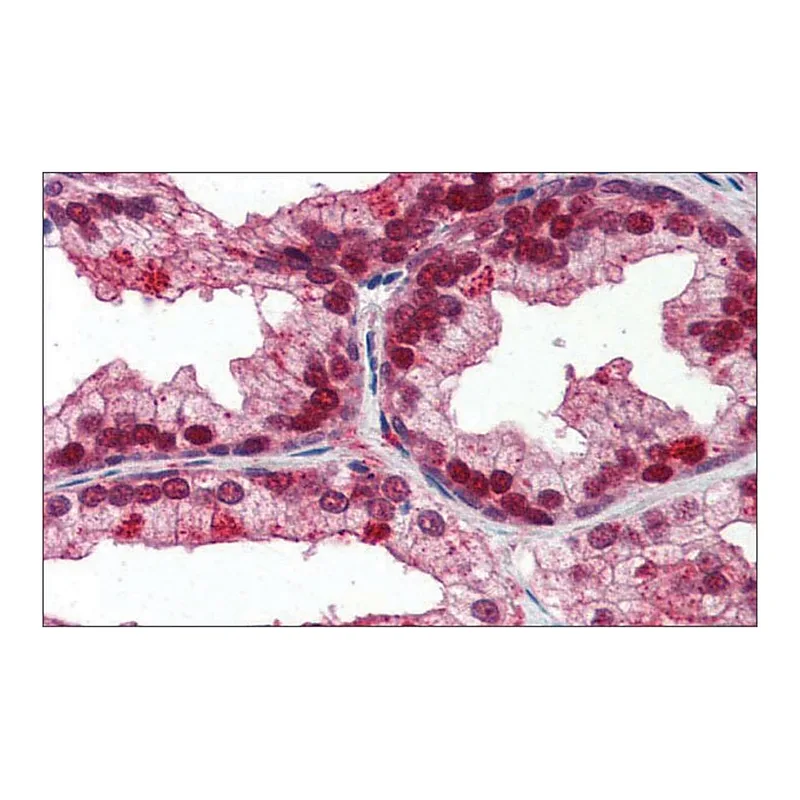 Merck Anti-NFIX antibody produced in rabbit
