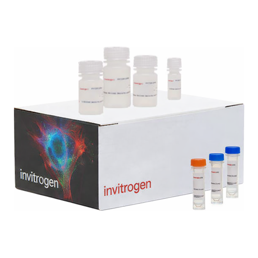 Thermo Fisher Scientific Click-iT Plus EdU Cell Proliferation Kit for Imaging, Alexa Fluor 594 dye