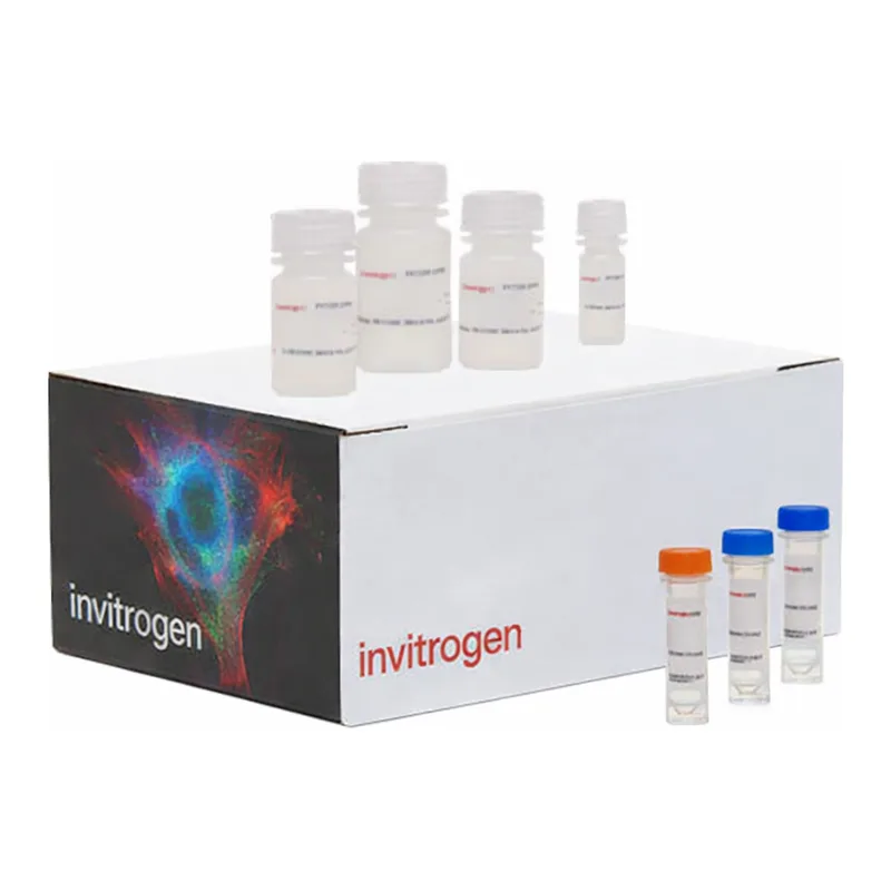 Thermo Fisher Scientific Click-iT Plus EdU Cell Proliferation Kit for Imaging, Alexa Fluor 594 dye