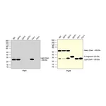 Thermo Fisher Scientific Goat anti-Human IgG (Kappa light chain) Recombinant Secondary Antibody