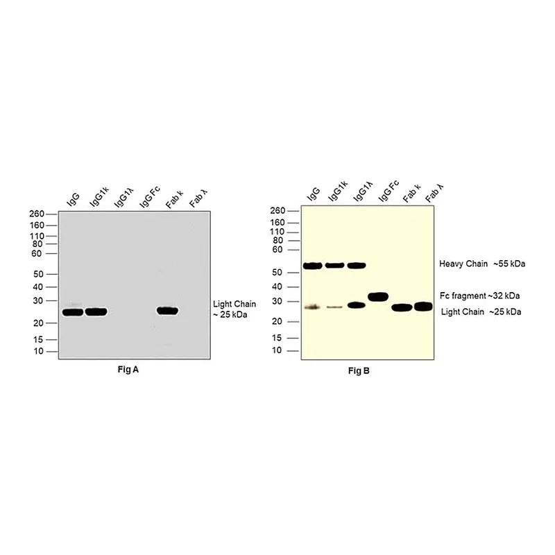 Thermo Fisher Scientific Goat anti-Human IgG (Kappa light chain) Recombinant Secondary Antibody