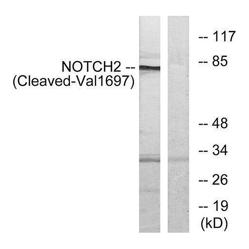 Merck Anti-NOTCH2 (Cleaved-Val1697) antibody produced in rabbit