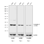 Thermo Fisher Scientific Goat anti-Rabbit IgG (H+L) Secondary Antibody, HRP