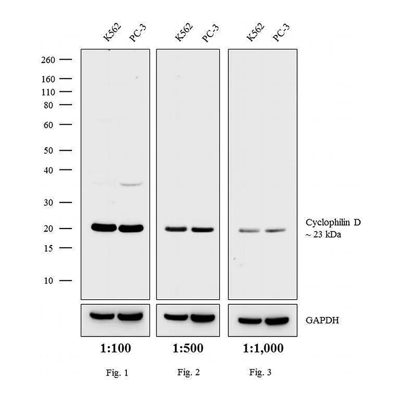 Thermo Fisher Scientific Goat anti-Rabbit IgG (H+L) Secondary Antibody, HRP