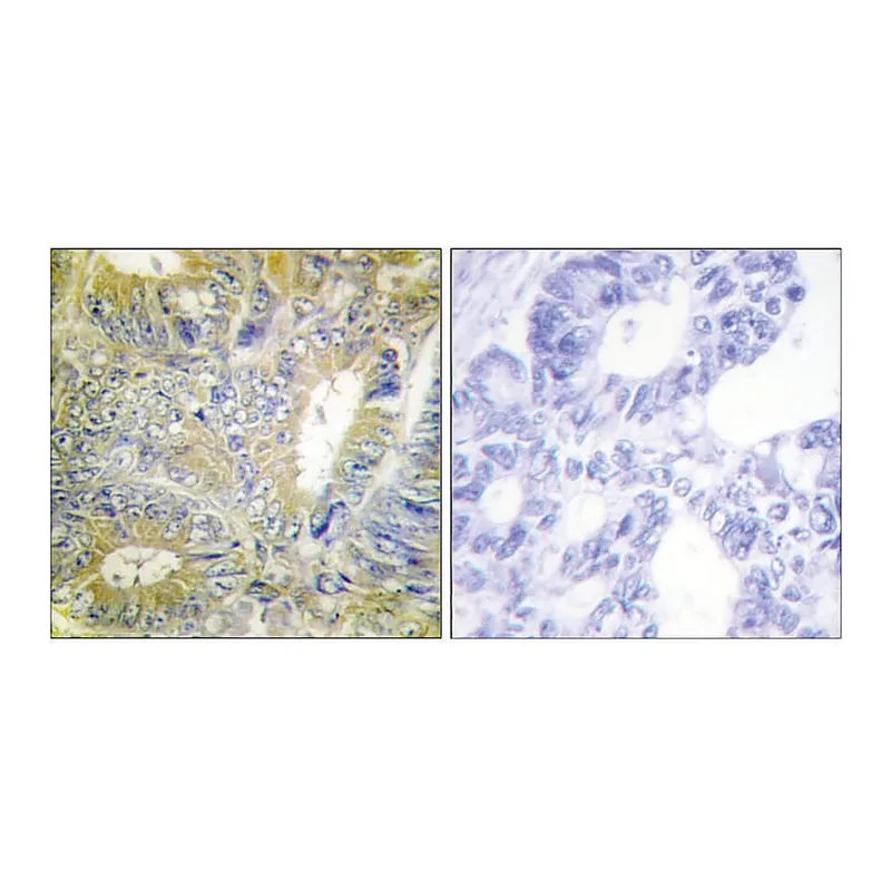 Merck Anti-Desmin antibody produced in rabbit