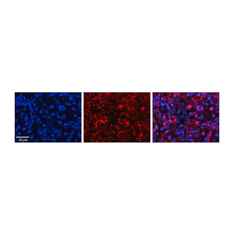 Merck Anti-GOT1 antibody produced in rabbit