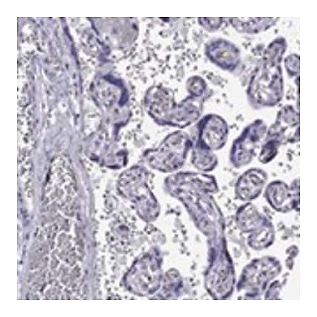 Merck Anti-RTL1 antibody produced in rabbit