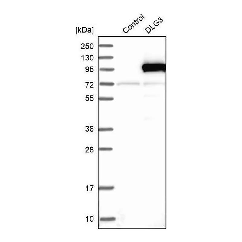 Merck Anti-DLG3 antibody produced in rabbit
