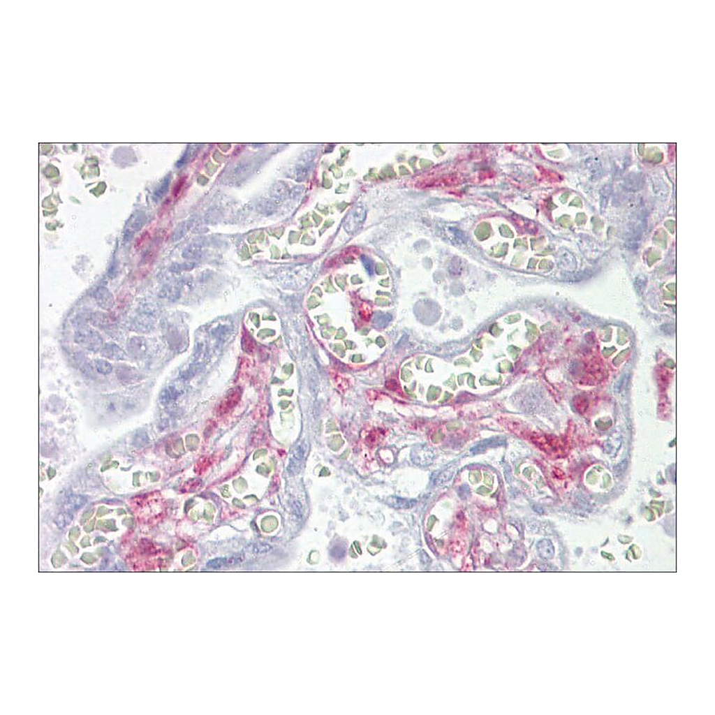 Merck Anti-LGALS1 antibody produced in rabbit