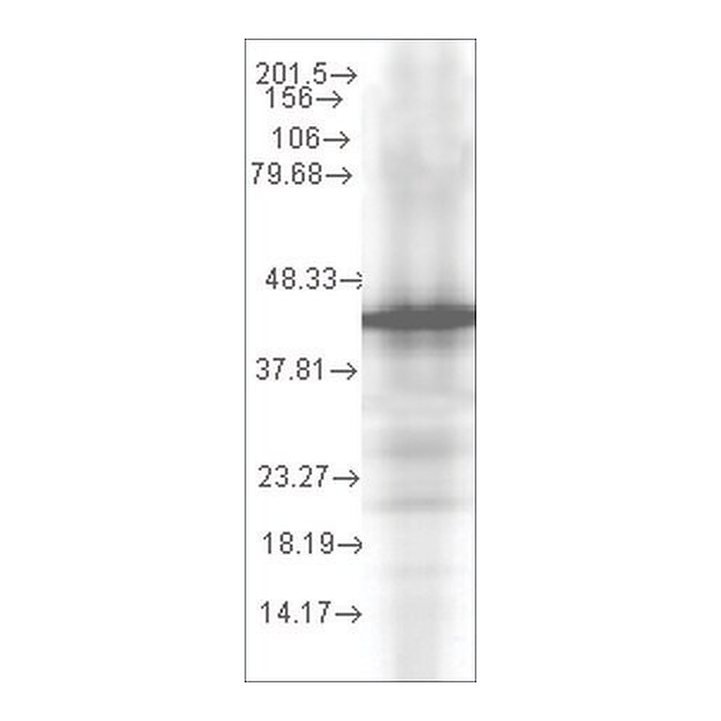 Merck Monoclonal Anti-YDJ1 antibody produced in mouse