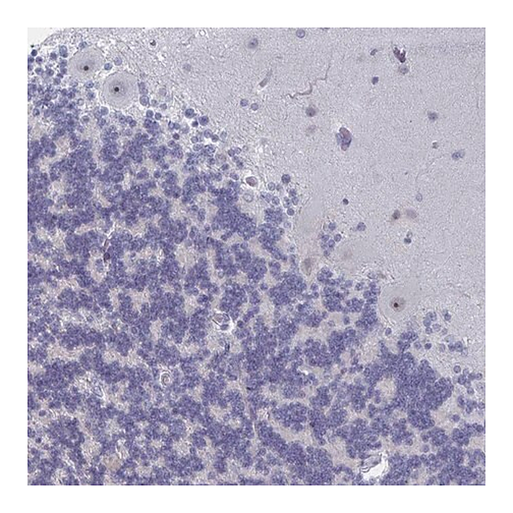 Merck Anti-NR1H2 antibody produced in rabbit