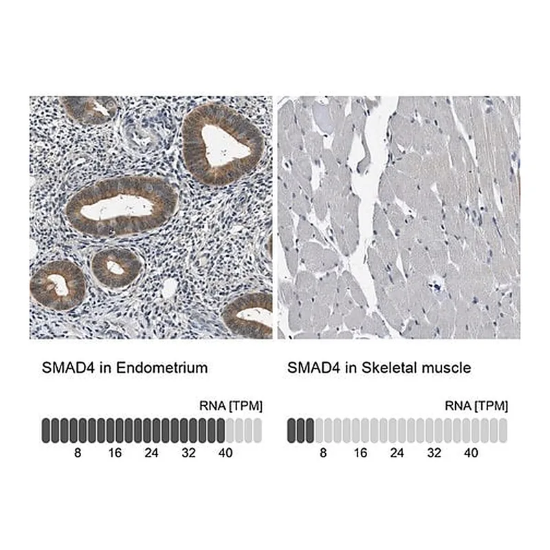 Merck Anti-SMAD4 antibody produced in rabbit