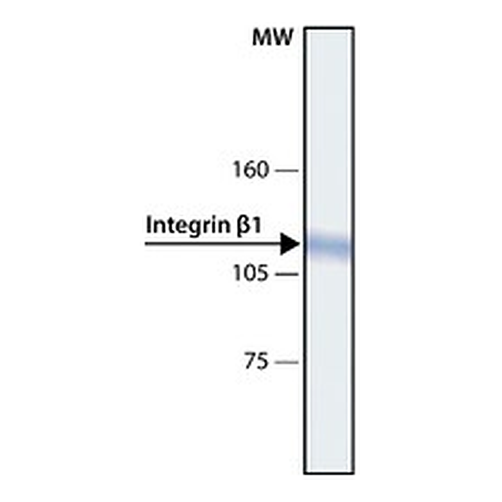 Merck ANTI-INTEGRIN BETA1 ANTIBODY, MOUSE MONO