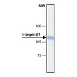 Merck ANTI-INTEGRIN BETA1 ANTIBODY, MOUSE MONO