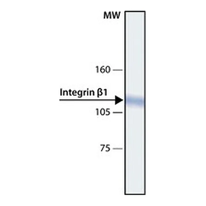 Merck ANTI-INTEGRIN BETA1 ANTIBODY, MOUSE MONO