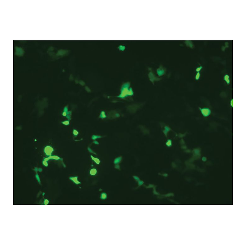 Himedia HiTransfect Transfection Medium